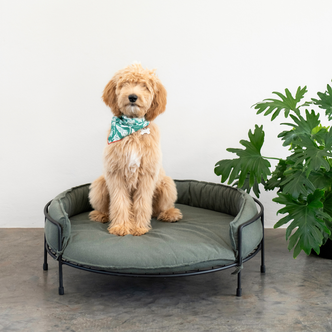 Snooze Dog Sofa + Twin Bowl Combo